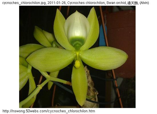 http://nswong.50webs.com/cycnoches_chlorochilon.jpg, Cycnoches chlorochilon, Swan orchid, 綠天鵝