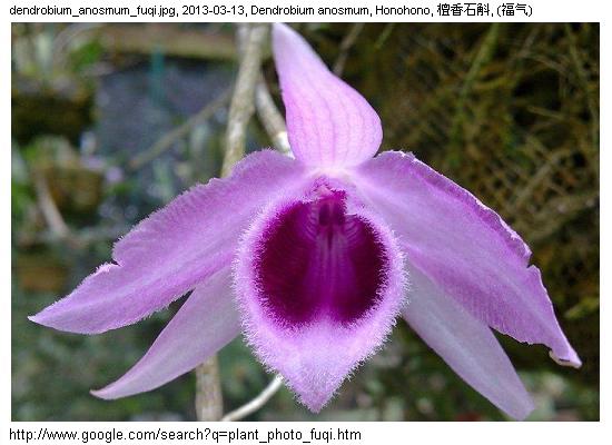 http://nswong.50webs.com/dendrobium_anosmum.jpg, Dendrobium anosmum