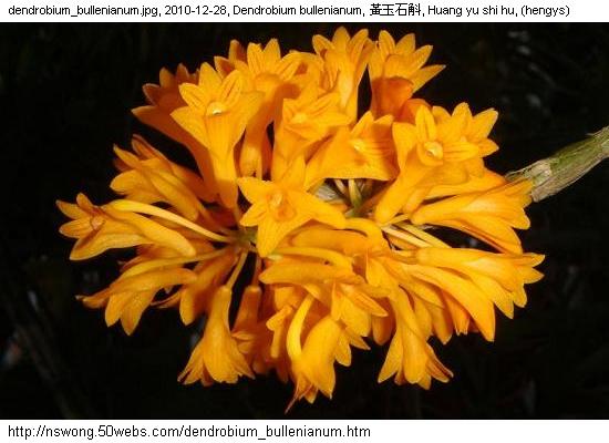 http://nswong.50webs.com/dendrobium_bullenianum.jpg, Dendrobium bullenianum, Bullen's orange dendrobium, 黃玉石斛