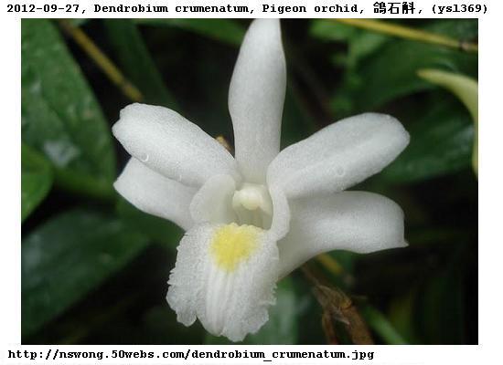 http://nswong.50webs.com/dendrobium_crumenatum.jpg, Dendrobium crumenatum, Pigeon orchid, 鴿石斛, Ge shi hu, Anggrek merpati