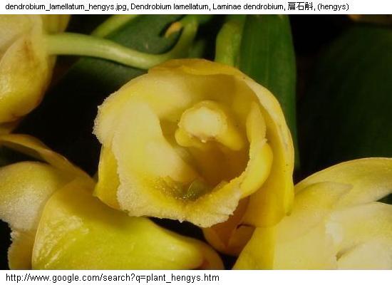 http://nswong.50webs.com/dendrobium_lamellatum.jpg, Dendrobium lamellatum