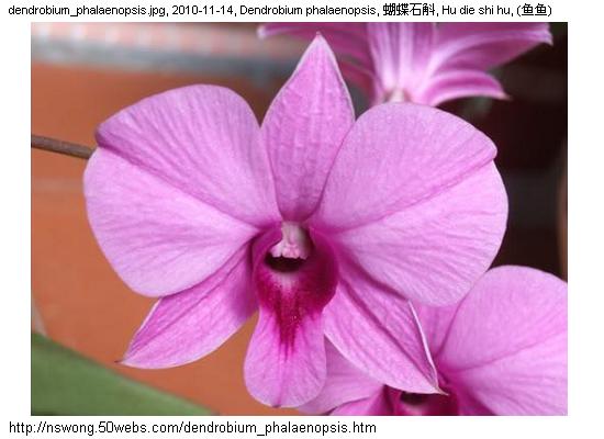 http://nswong.50webs.com/dendrobium_phalaenopsis.jpg, Dendrobium phalaenopsis, Cooktown orchid, 蝴蝶石斛