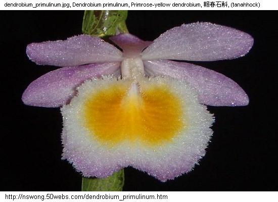 http://nswong.50webs.com/dendrobium_primulinum.jpg, Dendrobium primulinum, Primrose-yellow dendrobium, 報春石斛