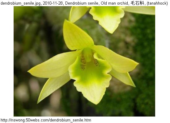 http://nswong.50webs.com/dendrobium_senile.jpg, Dendrobium senile, Old man orchid, 绒毛石斛