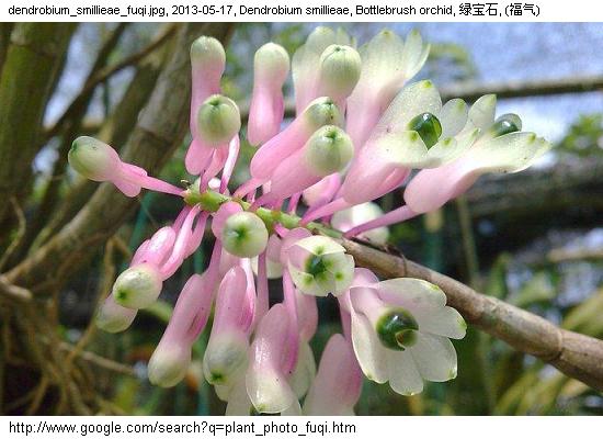 http://nswong.50webs.com/dendrobium_smillieae.jpg, Dendrobium smillieae, Bottlebrush orchid, 绿宝石