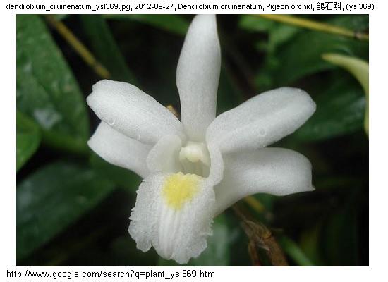 http://nswong.50webs.com/dendrobium_spp.jpg, Dendrobium spp, Dendrobium orchid genus, 石斛兰属
