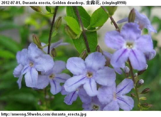 http://nswong.50webs.com/duranta_erecta.jpg, Duranta erecta, Golden dewdrop, 金露花, Jin1 lu4 hua1, Sinyo nakal
