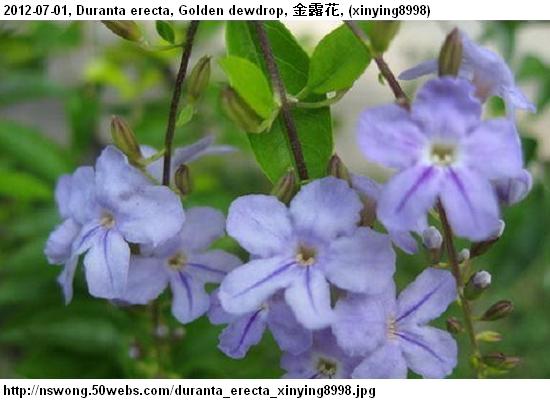 http://nswong.50webs.com/duranta_erecta_xinying8998.jpg, Duranta erecta, Golden dewdrop, 金露花, Jin1 lu4 hua1, Sinyo nakal, (xinying8998)