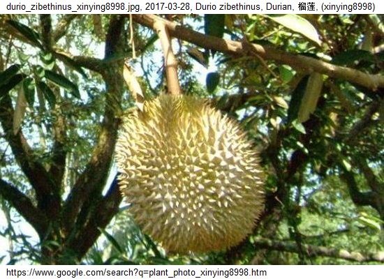 http://nswong.50webs.com/durio_zibethinus.jpg, Durio zibethinus, Durian, 榴莲