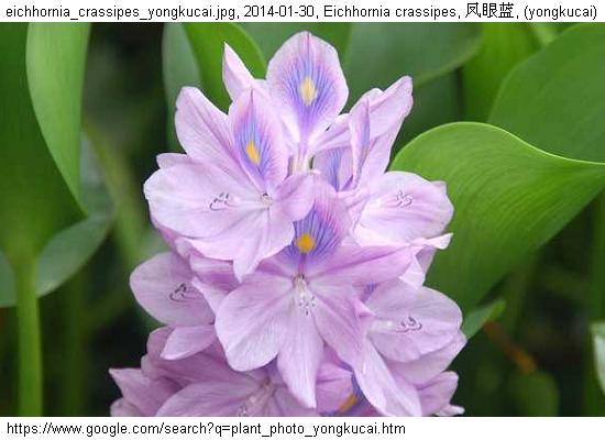 http://nswong.50webs.com/eichhornia_crassipes.jpg, Eichhornia crassipes, Floating water hyacinth, 凤眼蓝