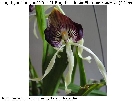 http://nswong.50webs.com/encyclia_cochleata.jpg, Encyclia cochleata, Black orchid, 章魚蘭