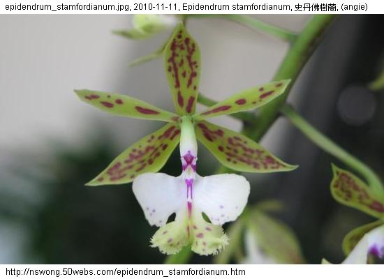 http://nswong.50webs.com/epidendrum_stamfordianum.jpg, Epidendrum stamfordianum, 史丹佛樹蘭, Shi dan fo shu lan
