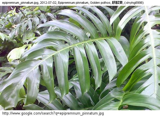 http://nswong.50webs.com/epipremnum_pinnatum.jpg, Epipremnum pinnatum, Golden pothos, 麒麟葉