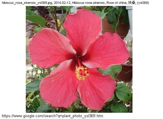 http://nswong.50webs.com/hibiscus_rosa_sinensis.jpg, Hibiscus rosa-sinensis, Rose of china, 扶桑