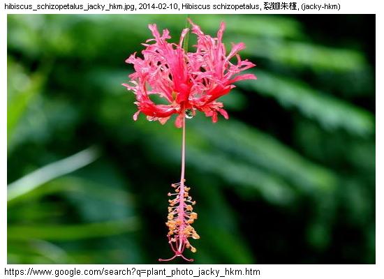 http://nswong.50webs.com/hibiscus_schizopetalus.jpg, Hibiscus schizopetalus, Chinese lantern, 裂瓣朱槿