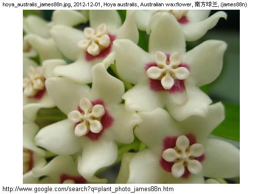 http://nswong.50webs.com/hoya_australis.jpg, Hoya australis, Australian waxflower, 南方球兰
