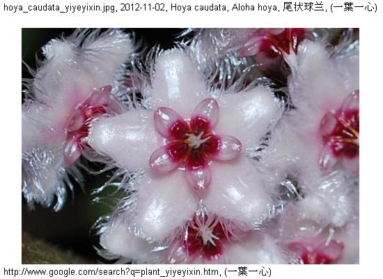 http://nswong.50webs.com/hoya_caudata.jpg, Hoya caudata, Aloha hoya, 尾状球兰