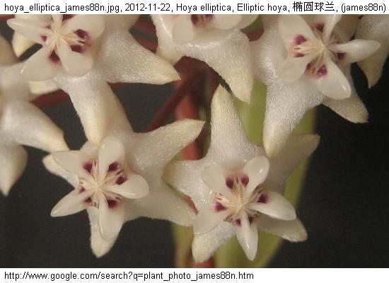 http://nswong.50webs.com/hoya_elliptica.jpg, Hoya elliptica, Elliptic hoya, 椭圆球兰