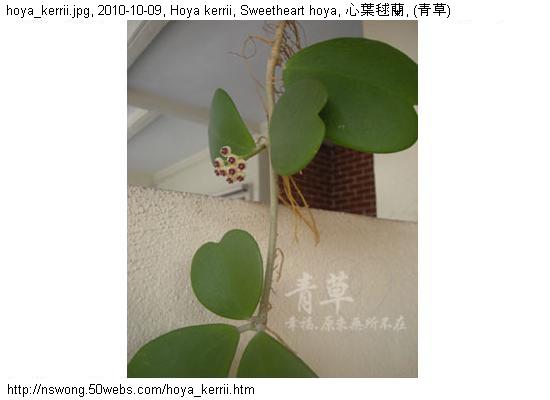 http://nswong.50webs.com/hoya_kerrii.jpg, Hoya kerrii, Sweetheart hoya, 心叶毬兰