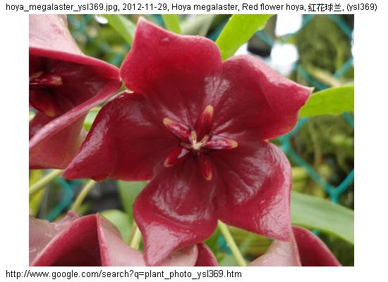http://nswong.50webs.com/hoya_megalaster.jpg, Hoya megalaster, Red flower hoya, 红花球兰