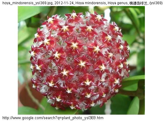 http://nswong.50webs.com/hoya_mindorensis.jpg, Hoya mindorensis, Hoya genus, 棉德岛球兰
