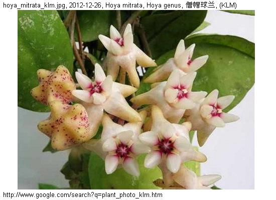http://nswong.50webs.com/hoya_mitrata.jpg, Hoya mitrata, Hoya genus, 僧帽球兰
