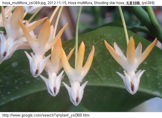 http://nswong.50webs.com/hoya_multiflora.jpg, Hoya multiflora