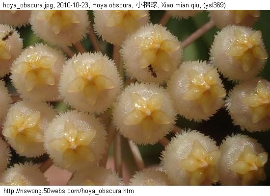 http://nswong.50webs.com/hoya_obscura.jpg, Hoya obscura, Small cotton hoya, 小棉球