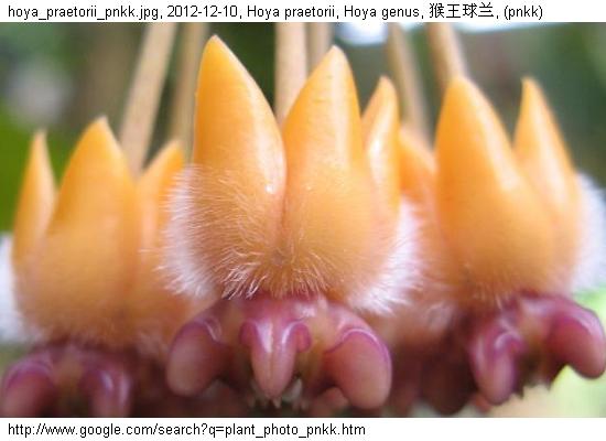 http://nswong.50webs.com/hoya_praetorii.jpg, Hoya praetorii, Hoya genus, 猴王球兰