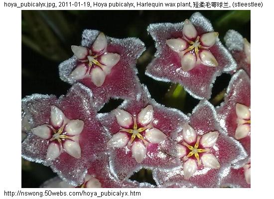 http://nswong.50webs.com/hoya_pubicalyx.jpg, Hoya pubicalyx, Harlequin wax plant, 短柔毛萼球兰