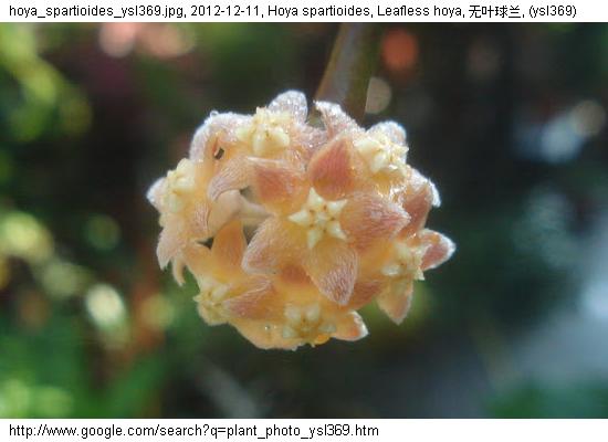 http://nswong.50webs.com/hoya_spartioides.jpg, Hoya spartioides, Leafless hoya, 无叶球兰