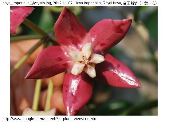 http://nswong.50webs.com/hoya_spp.jpg, Hoya spp, Hoya genus, 球兰属