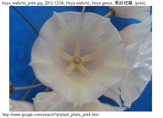 http://nswong.50webs.com/hoya_wallichii.jpg, Hoya wallichii, Hoya genus, 風鈴毬蘭