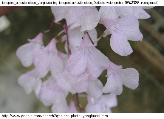http://nswong.50webs.com/ionopsis_utricularioides.jpg, Ionopsis utricularioides, 擬紫羅蘭, Ni zi luo lan