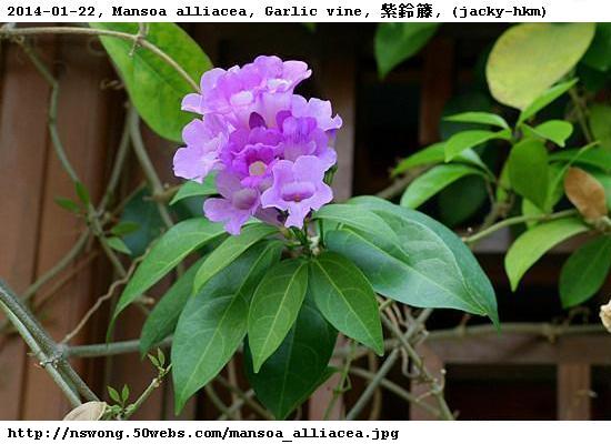http://nswong.50webs.com/mansoa_alliacea.jpg, Mansoa alliacea, Garlic vine, 紫鈴籐