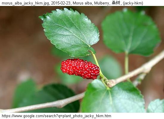 http://nswong.50webs.com/morus_alba.jpg, Morus alba, Mulberry, 桑树