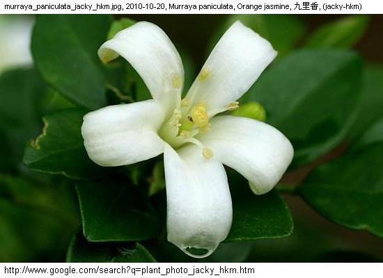 http://nswong.50webs.com/murraya_paniculata.jpg, Murraya paniculata, 九里香, Jiu li xiang