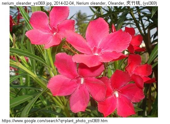 http://nswong.50webs.com/nerium_oleander.jpg, Nerium oleander, Oleander, 夹竹桃