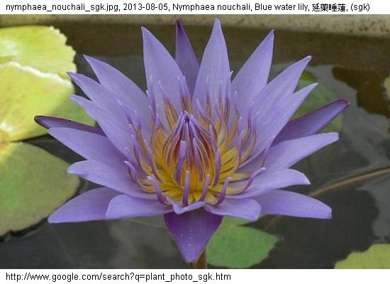 http://nswong.50webs.com/nymphaea_nouchali.jpg, Nymphaea nouchali, Blue water lily, 延藥睡蓮