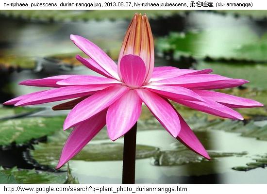 http://nswong.50webs.com/nymphaea_pubescens.jpg, Nymphaea pubescens, Pink water lily, 柔毛睡蓮