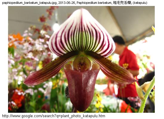 http://nswong.50webs.com/paphiopedilum_barbatum.jpg, Paphiopedilum barbatum, Penang slipper orchid, 粗毛兜舌蘭