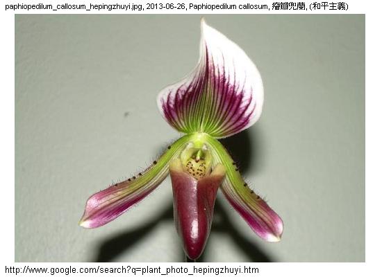 http://nswong.50webs.com/paphiopedilum_callosum.jpg, Paphiopedilum callosum, Callus slipper orchid, 瘤瓣兜蘭
