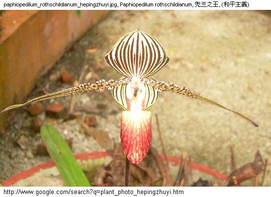 http://nswong.50webs.com/paphiopedilum_rothschildianum.jpg, Paphiopedilum rothschildianum, Rothschild's slipper orchid, 兜兰之王