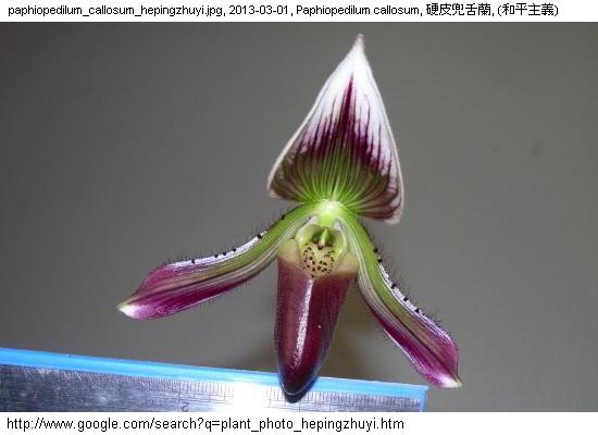 http://nswong.50webs.com/paphiopedilum_spp.jpg, Paphiopedilum spp, Lady slipper orchid genus, 兜兰属