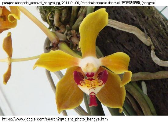 http://nswong.50webs.com/paraphalaenopsis_gns.jpg, Paraphalaenopsis gns, Rat tail orchid genus, 鼠尾蝴蝶蘭屬