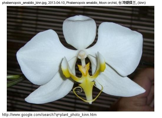 http://nswong.50webs.com/phalaenopsis_amabilis.jpg, Phalaenopsis amabilis