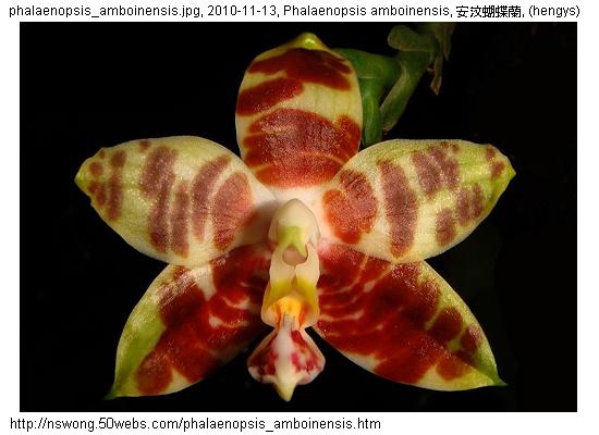 http://nswong.50webs.com/phalaenopsis_amboinensis.jpg, Phalaenopsis amboinensis