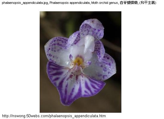 http://nswong.50webs.com/phalaenopsis_appendiculata.jpg, Phalaenopsis appendiculata, Small appendage phalaenopsis, 齒脊蝴蝶蘭