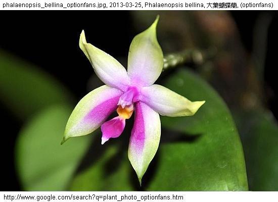 http://nswong.50webs.com/phalaenopsis_bellina.jpg, Phalaenopsis bellina, Beautiful phalaenopsis, 大葉蝴蝶蘭
