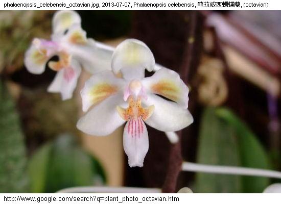 http://nswong.50webs.com/phalaenopsis_celebensis.jpg, Phalaenopsis celebensis, Celebes phalaenopsis, 蘇拉威西蝴蝶蘭